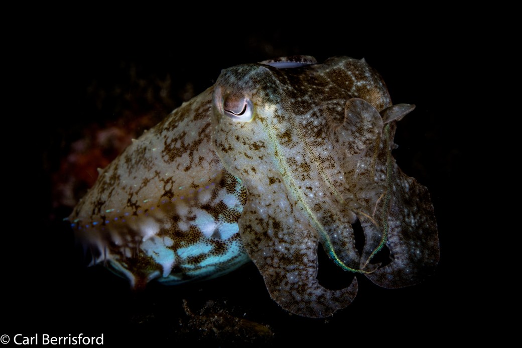 broadclub_cuttlefish-