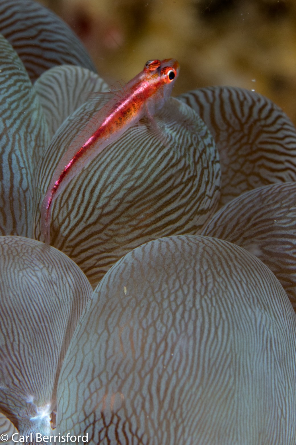 Stony_Coral_ghost_goby-