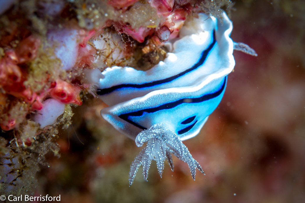 Willan's_chromodoris-
