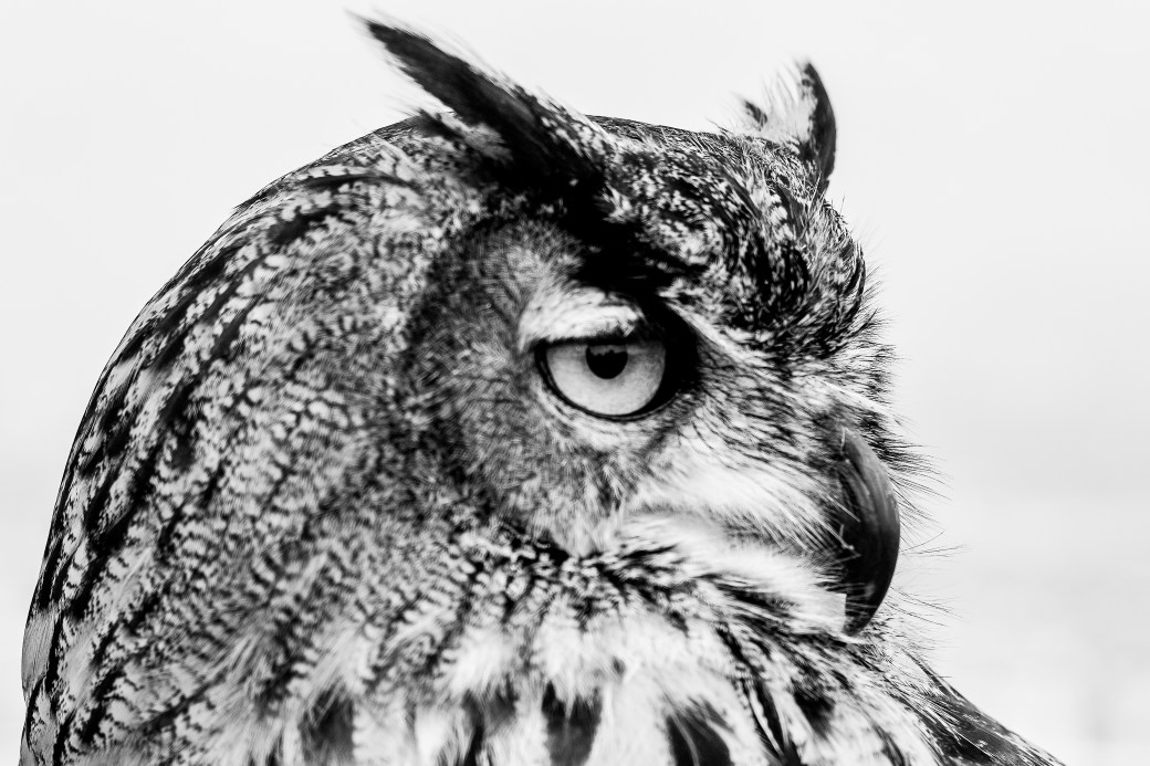 Eagle_owl-